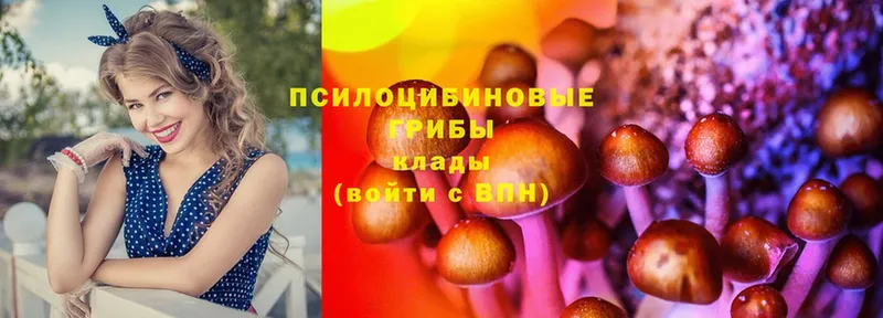 mega как зайти  закладка  Бежецк  Псилоцибиновые грибы Cubensis 